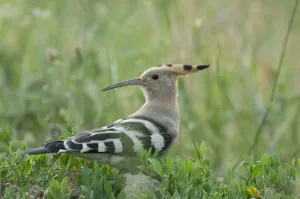 Images Dated 24th June 2009: Hoopoe (Upupa epops) portrait, Moldova, June
