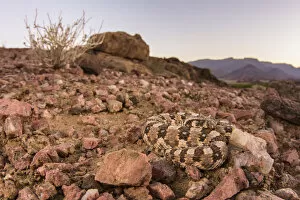 Horned Viper Gallery: Horned adder (Bitis caudalis) camouflaged in its environment, Namib Naukluft National Park