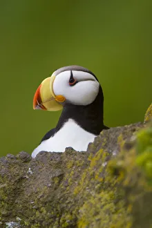 Horned puffin (Fratercula corniculata) close-up portrait, St. Paul Island, Pribilofs Horned puffin (Fratercula corniculata) close-up portrait, St. Paul Island, Pribilofs