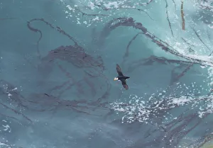 Horned Puffin (Fratercula corniculata) flying over a pattern of kelp and sea foam Horned Puffin (Fratercula corniculata) flying over a pattern of kelp and sea foam