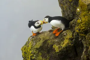 Horned puffins (Fratercula corniculata) pair interacting by touching bills while Horned puffins (Fratercula corniculata) pair interacting by touching bills while