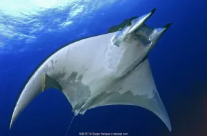 Horned ray (Mobula tarapacana) El Hierro, Canary Islands Horned ray (Mobula tarapacana) El Hierro, Canary Islands