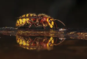 Hornet (Vespa crabro) drinking at bird bath. Dorset, UK, July Hornet (Vespa crabro) drinking at bird bath. Dorset, UK, July