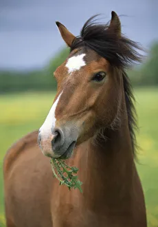 Horse (Equus caballus) grazing on thistles, UK Horse (Equus caballus) grazing on thistles, UK