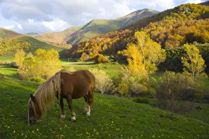 Horse grazing in mountain valley, autumn, Casasuertes, Picos de Europa NP, Leon, Northern Horse grazing in mountain valley, autumn, Casasuertes, Picos de Europa NP, Leon, Northern