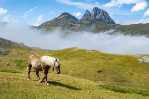 Horse at Portalet pass, Aragon, Spain, near border with France in the Pyrenees, August Horse at Portalet pass, Aragon, Spain, near border with France in the Pyrenees, August