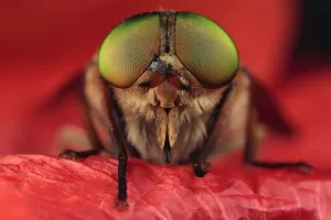 Horsefly (Tabanus sp) head portrait, Stenje region, Galicica National Park, Macedonia, June 2009 Horsefly (Tabanus sp) head portrait, Stenje region, Galicica National Park, Macedonia, June 2009