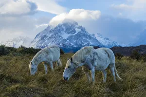 Horses grazing in front of mountain landscape, Torres del Paine National Park, Chile Horses grazing in front of mountain landscape, Torres del Paine National Park, Chile