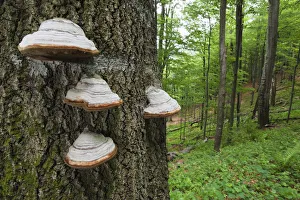 Horse's hoof / Tinder fungus (Fomes fomentarius) on tree trunk, European beech Horse's hoof / Tinder fungus (Fomes fomentarius) on tree trunk, European beech