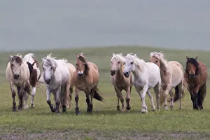 Horses running in grassland. Bashang Grassland, near Zhangjiakou, Hebei Province Horses running in grassland. Bashang Grassland, near Zhangjiakou, Hebei Province