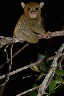 Horsfields tarsier / Western tarsier ( Tarsius bancanus ssp. saltator) Belitung Island Horsfields tarsier / Western tarsier ( Tarsius bancanus ssp. saltator) Belitung Island