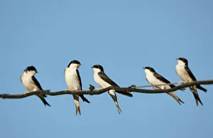 Songbird Gallery: House Martin (Delichon urbica) Spain, April