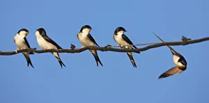 House martins (Delichon urbicum) perched in a row on wire, with another in flight House martins (Delichon urbicum) perched in a row on wire, with another in flight