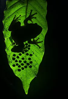 Maharashtra Gallery: Humayuns night frog (nyctibatrachus humayuni), male guarding cluster of eggs on leaf