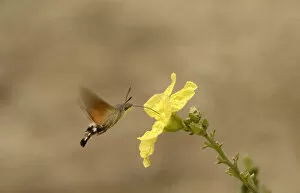Hovering Gallery: Hummingbird hawk-moth (Macroglossum stellatarum) nectaring on Loofah (Luffa sp) flower