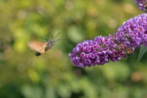 Hummingbird hawkmoth (Macroglossum stellatarum) Wiltshire, UK, September Hummingbird hawkmoth (Macroglossum stellatarum) Wiltshire, UK, September
