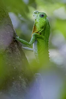 Images Dated 27th March 2016: Hump-nosed lizard (Lyriocephalus scutatus) on a branch. Sinharaja, Southern Province