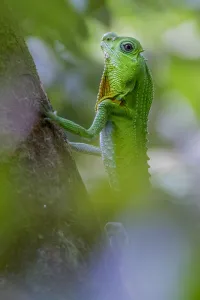 Hump-nosed lizard (Lyriocephalus scutatus) on a branch. Sinharaja, Southern Province Hump-nosed lizard (Lyriocephalus scutatus) on a branch. Sinharaja, Southern Province