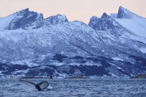 Humpback whale (Megaptera novaeangliae) tail fluke above water before diving, Senja Humpback whale (Megaptera novaeangliae) tail fluke above water before diving, Senja