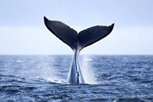 Balaeopteridae Collection: Humpback Whale (Megaptera novaeangliae) tail slapping, tail lob, lobtailing. Vancouver Island