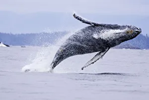 Humpback whale (Megaptera novaeangliae), breaching, Barkley Sound, Vancouver Island Humpback whale (Megaptera novaeangliae), breaching, Barkley Sound, Vancouver Island