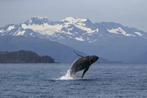Images Dated 4th July 2014: Humpback whale (Megaptera novaeangliae) breaching, Prince William Sound, Alaska, July