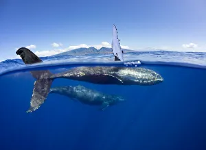 Humpback whale (Megaptera novaeangliae), mother and calf swimming just below surface Humpback whale (Megaptera novaeangliae), mother and calf swimming just below surface