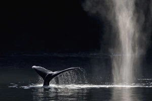 Images Dated 24th August 2013: Humpback Whale (Megaptera novaeangliae) blowing or spouting and fluking, Southeast Alaska