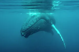 Humpback whale (Megaptera novaeangliae) just under surface, off Shetland, Scotland, UK Humpback whale (Megaptera novaeangliae) just under surface, off Shetland, Scotland, UK