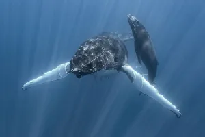 Humpback whale (Megaptera novaeangliae australis) female, stationary with calf heading Humpback whale (Megaptera novaeangliae australis) female, stationary with calf heading