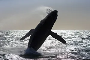 Humpback whale (Megaptera novaeangliae) breaching, Baja California, Mexico Humpback whale (Megaptera novaeangliae) breaching, Baja California, Mexico