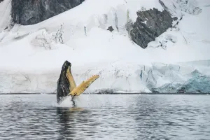 Humpback whale (Megaptera novaeangliae) breaching, Antarctic Peninsula, Antarctica Humpback whale (Megaptera novaeangliae) breaching, Antarctic Peninsula, Antarctica