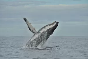 Breaches Gallery: Humpback whale (Megaptera novaeangliae) breaching, Kwazulu-Natal, South Africa