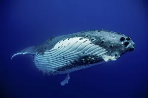 Humpback Whale (Megaptera novaeangliae) female. Tonga, South Pacific, September Humpback Whale (Megaptera novaeangliae) female. Tonga, South Pacific, September