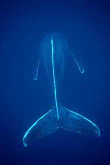 Humpback Whale {Megaptera novaeangliae} Mexico Humpback Whale {Megaptera novaeangliae} Mexico