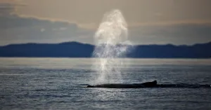 Humpback whale (Megaptera novaengliae) blowing, Disko Bay, Greenland, August 2009 Humpback whale (Megaptera novaengliae) blowing, Disko Bay, Greenland, August 2009