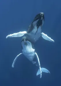 Humpback whales (Megaptera novaeangliae) engaged in courtship, with the male hovering Humpback whales (Megaptera novaeangliae) engaged in courtship, with the male hovering
