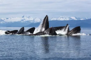 Humpback whales (Megaptera novangliaea) pod engaged in social foraging by herding herring Humpback whales (Megaptera novangliaea) pod engaged in social foraging by herding herring