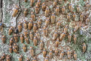 Hundreds of Periodical cicada (Magicicada sp.) nymphs ascending a tree trunk to metmorphose, Princeton, New Jersey, USA Hundreds of Periodical cicada (Magicicada sp.) nymphs ascending a tree trunk to metmorphose, Princeton, New Jersey, USA
