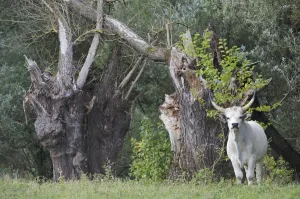 Hungarian grey cattle standing near tree stumps, Mohacs, Bda-Karapancsa, Duna Drava NP Hungarian grey cattle standing near tree stumps, Mohacs, Bda-Karapancsa, Duna Drava NP
