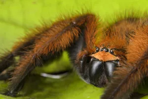 Huntsman spider (Megaloremmius leo) Andasibe, Madagascar. Endemic species Huntsman spider (Megaloremmius leo) Andasibe, Madagascar. Endemic species