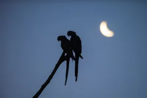 Hyacinth macaw (Anodorhynchus hyacinthinus) pair perched on branch, silhouetted under Hyacinth macaw (Anodorhynchus hyacinthinus) pair perched on branch, silhouetted under
