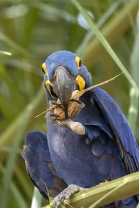 Hyacinth macaw (Anodorhynchus hyacinthinus) feeding on palm nuts, Pantanal, Mato Grosso Hyacinth macaw (Anodorhynchus hyacinthinus) feeding on palm nuts, Pantanal, Mato Grosso
