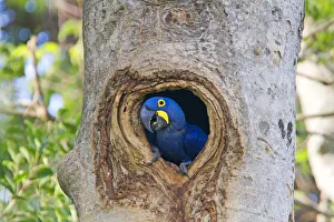 Hyacinth Macaw (Anodorhynchus hyacinthinus) adult in nest hole in tree, hole in a tree Hyacinth Macaw (Anodorhynchus hyacinthinus) adult in nest hole in tree, hole in a tree