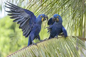 Hyacinth macaws (Anodorhynchus hyacinthinus) squabbling on palm tree, Pantanal Hyacinth macaws (Anodorhynchus hyacinthinus) squabbling on palm tree, Pantanal