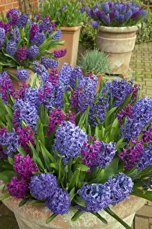 Images Dated 30th March 2014: Hyacinths in flower, Norfolk, UK, March