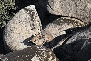 Iberian lynx (Lynx pardinus) female with playful cub, Sierra de Andujar Natural Park Iberian lynx (Lynx pardinus) female with playful cub, Sierra de Andujar Natural Park