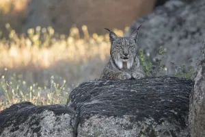 Iberian lynx (Lynx pardinus) portrait, Sierra de Andujar Natural Park, Andalucia, Spain Iberian lynx (Lynx pardinus) portrait, Sierra de Andujar Natural Park, Andalucia, Spain