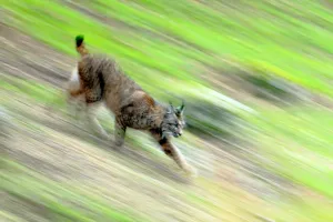 Iberian lynx (Lynx pardinus) running, blurred motion, Sierra de Andujar Natural Park Iberian lynx (Lynx pardinus) running, blurred motion, Sierra de Andujar Natural Park