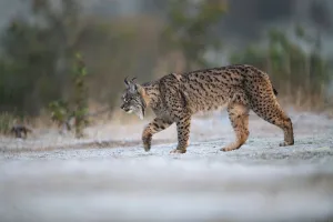 Iberian lynx (Lynx pardinus) walking on frosty grass, Parque Natural Sierra de Andujar Iberian lynx (Lynx pardinus) walking on frosty grass, Parque Natural Sierra de Andujar